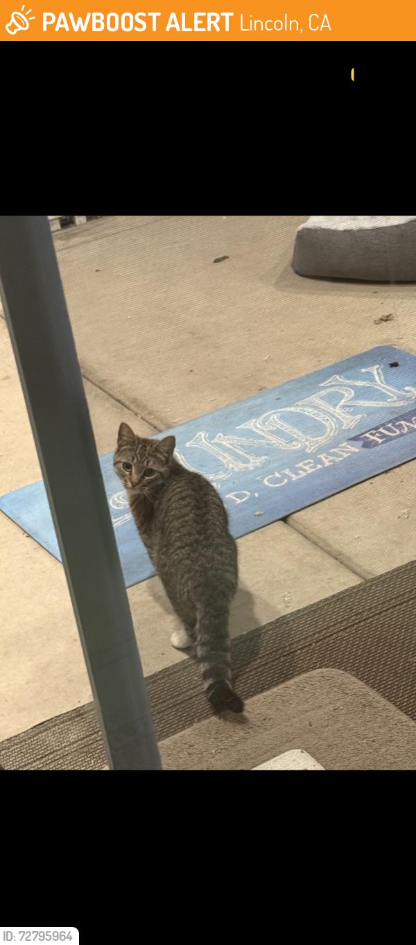 Found/Stray Female Cat last seen Twelve Bridges drive, Lincoln, CA 95648