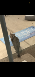 Found/Stray Female Cat last seen Twelve Bridges drive, Lincoln, CA 95648