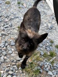 Lost Male Dog last seen Near wvc brasswell rd, Princeton, NC 27569