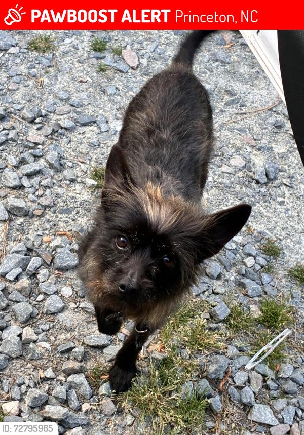 Lost Male Dog last seen Near wvc brasswell rd, Princeton, NC 27569