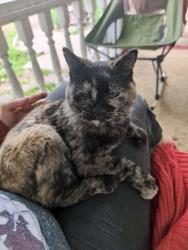 Lost Female Cat last seen 4th St S Great Falls MT 59405, Great Falls, MT 59405