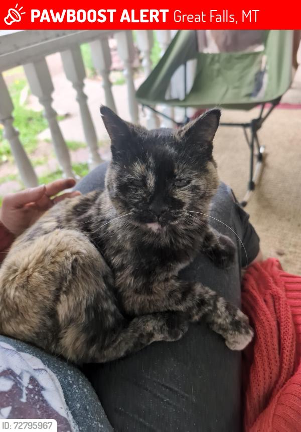 Lost Female Cat last seen 4th St S Great Falls MT 59405, Great Falls, MT 59405