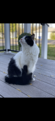 Lost Male Cat last seen Roosevelt Ave and Hamilton Ave near little Caesar’s pizza , Fairfield, OH 45014