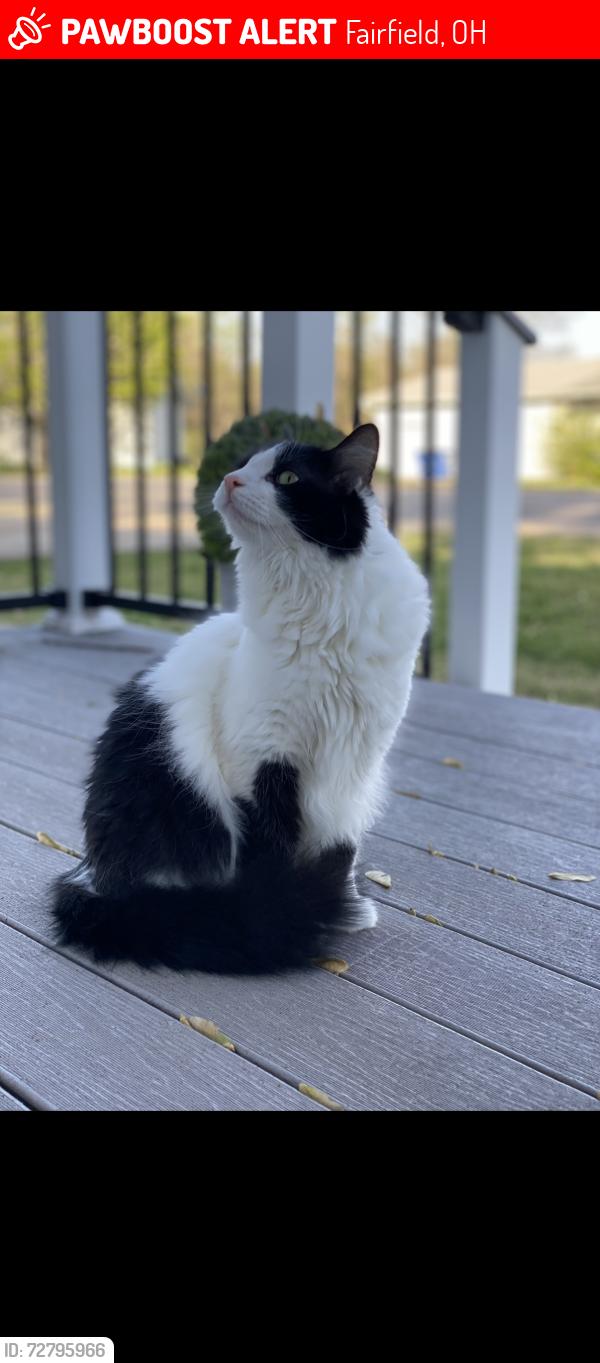 Lost Male Cat last seen Roosevelt Ave and Hamilton Ave near little Caesar’s pizza , Fairfield, OH 45014
