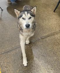 Found/Stray Male Dog last seen On the square in Rusk, TX, Rusk, TX 75785