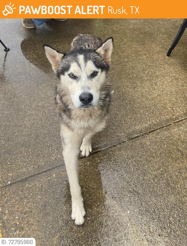 Found/Stray Male Dog last seen On the square in Rusk, TX, Rusk, TX 75785