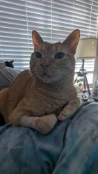 Lost Male Cat last seen Ruffian Drive, Pleasant Colony , Jersey Village, TX 77065
