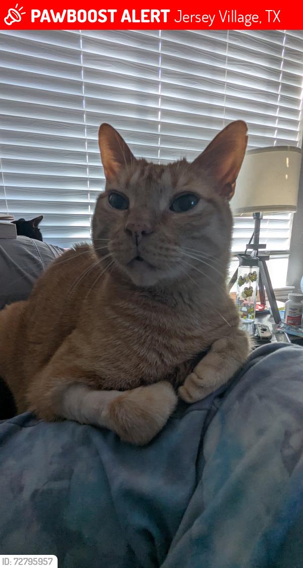 Lost Male Cat last seen Ruffian Drive, Pleasant Colony , Jersey Village, TX 77065