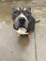 Found/Stray Unknown Dog last seen W bruton road , Balch Springs, TX 75180