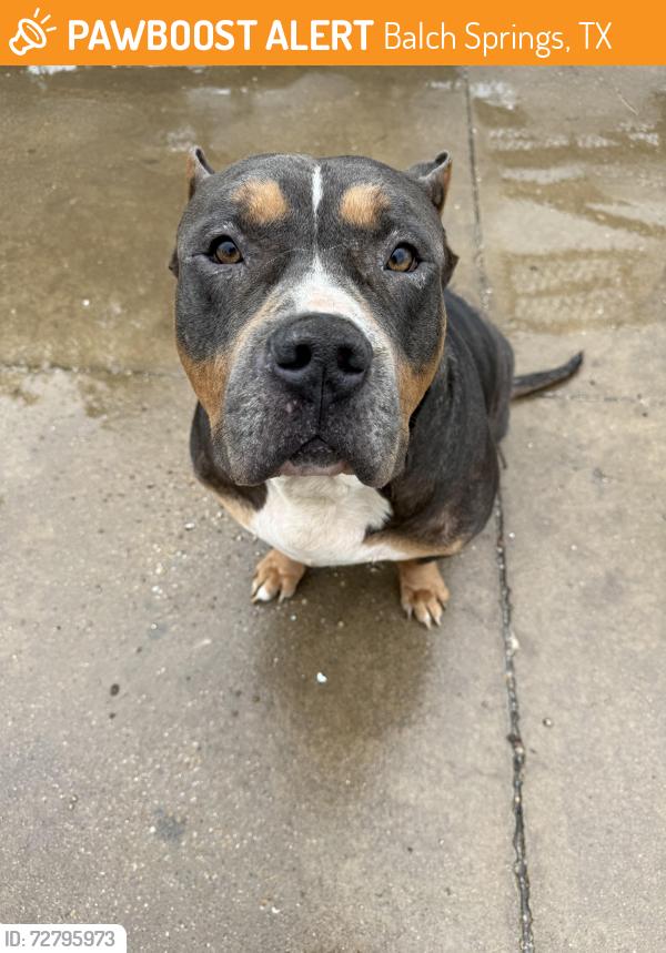 Found/Stray Unknown Dog last seen W bruton road , Balch Springs, TX 75180