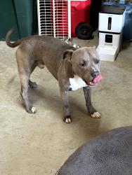Found/Stray Male Dog last seen Manuel Campos , Fairfield, CA 94533