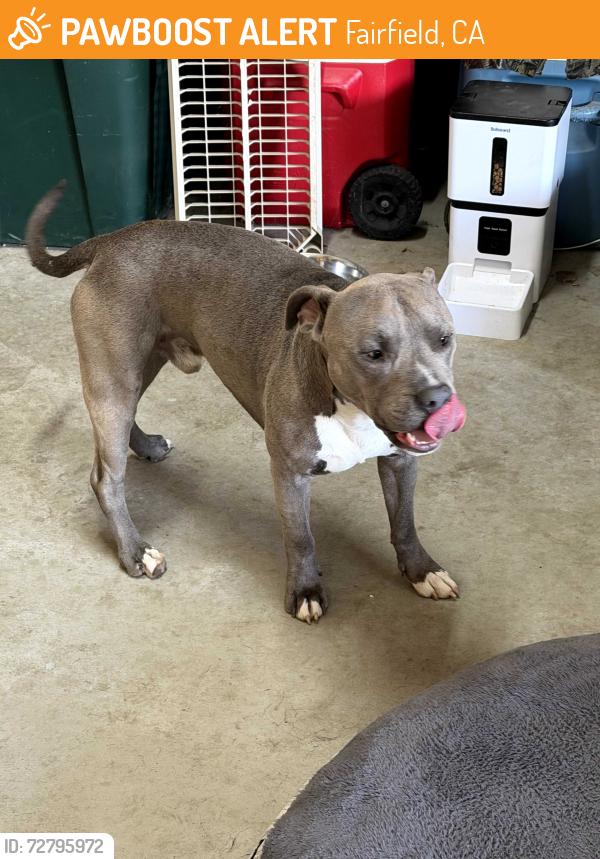 Found/Stray Male Dog last seen Manuel Campos , Fairfield, CA 94533