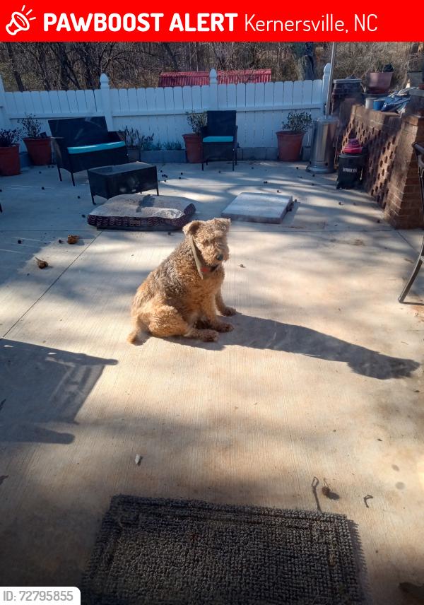 Lost Female Dog last seen Canterbury ests Subdivision , Kernersville, NC 27284