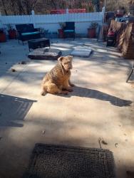 Lost Female Dog last seen Canterbury ests Subdivision , Kernersville, NC 27284