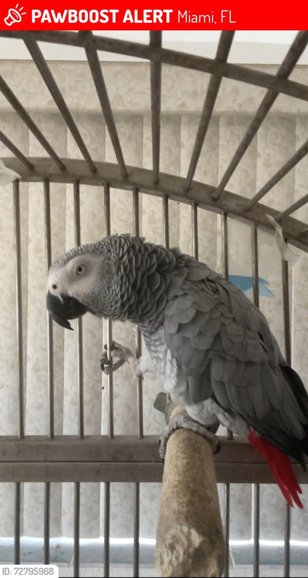 Lost Female Bird last seen 58ave 4th street , Miami, FL 33144