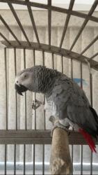 Lost Female Bird last seen 58ave 4th street , Miami, FL 33144
