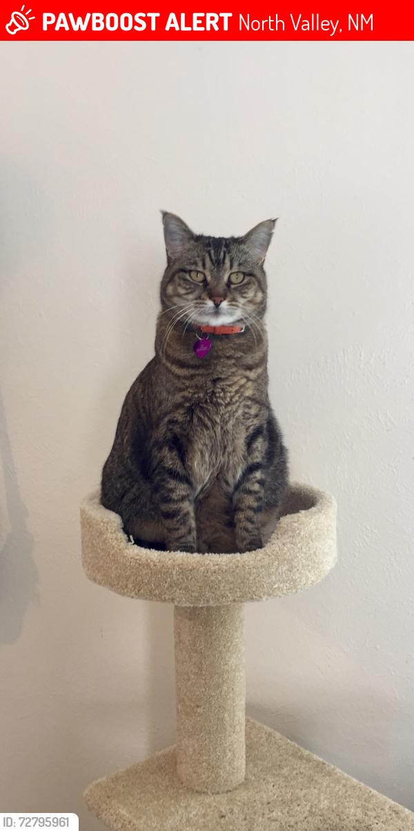 Lost Male Cat last seen Thomas Ln NW and Alameda, North Valley, NM 87114