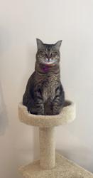 Lost Male Cat last seen Thomas Ln NW and Alameda, North Valley, NM 87114