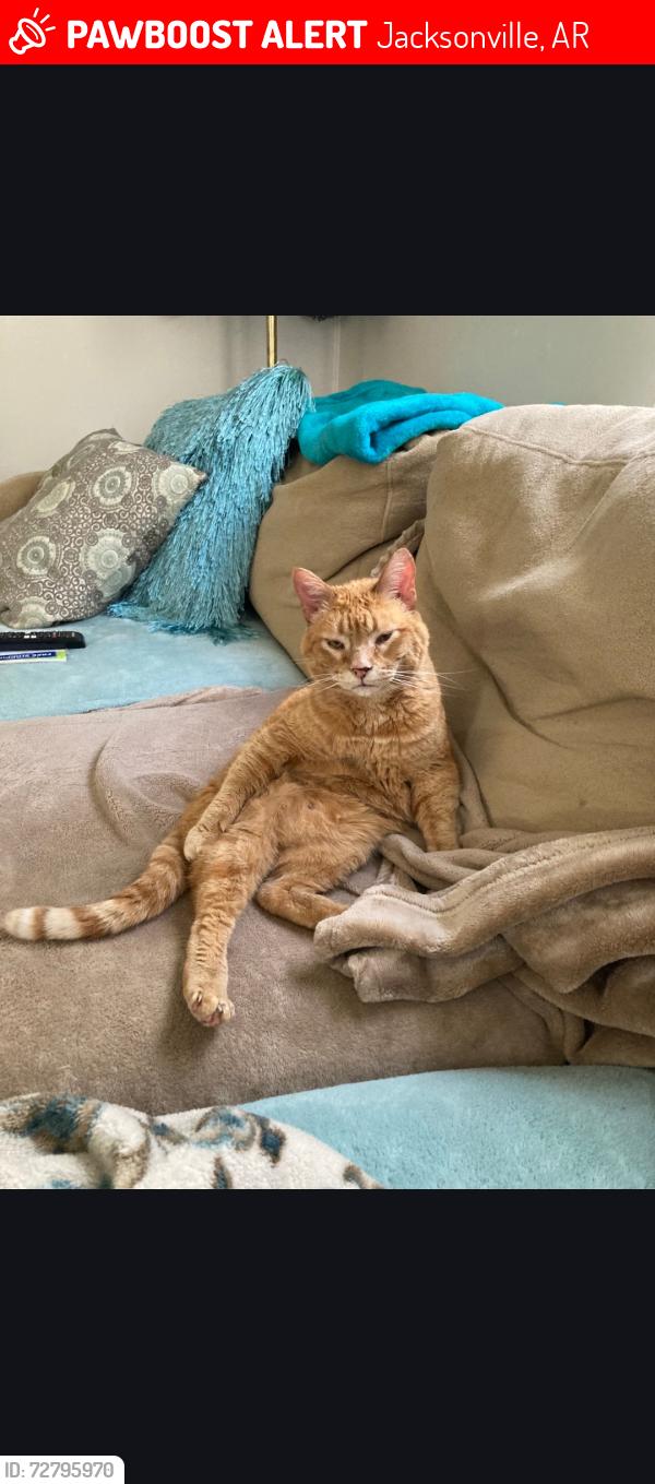 Lost Male Cat last seen  Old tom Box, (Maddox road side)...He will probably come from nearby woods if still in the area. , Jacksonville, AR 72076