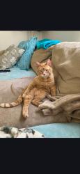 Lost Male Cat last seen  Old tom Box, (Maddox road side)...He will probably come from nearby woods if still in the area. , Jacksonville, AR 72076