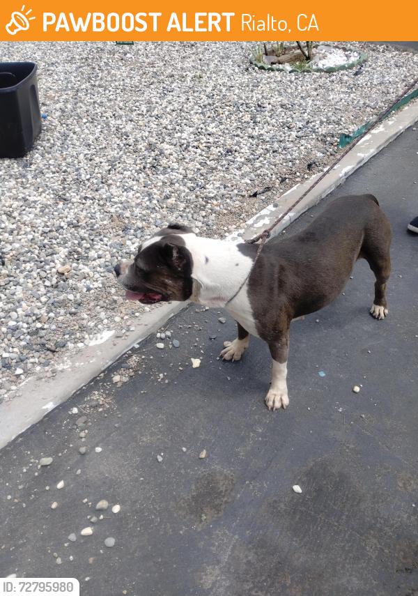 Found/Stray Female Dog last seen Eucalyptus and foothill , Rialto, CA 92376