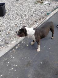 Found/Stray Female Dog last seen Eucalyptus and foothill , Rialto, CA 92376