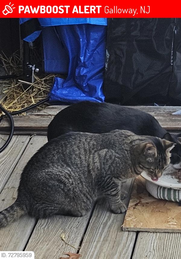 Lost Male Cat last seen 2nd Ave and 4th Ave Galloway, Galloway, NJ 08205