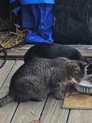 Lost Male Cat last seen 2nd Ave and 4th Ave Galloway, Galloway, NJ 08205