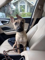 Found/Stray Female Dog last seen Quiet Knolls and Elverta Dr, Antelope, CA 95843