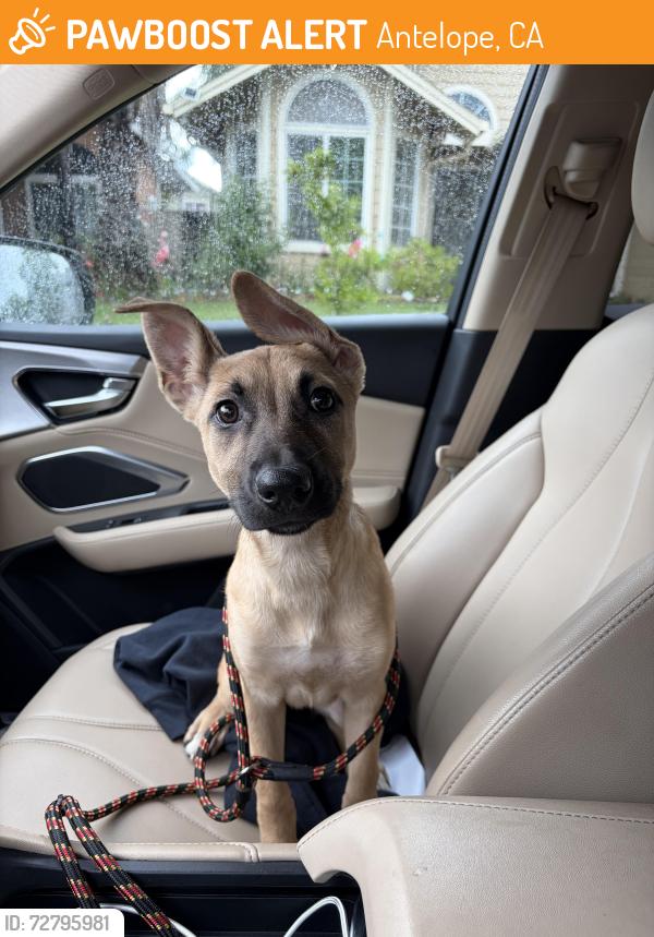 Found/Stray Female Dog last seen Quiet Knolls and Elverta Dr, Antelope, CA 95843