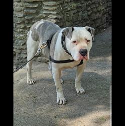 Lost Male Dog last seen Jewell Park Louisville , Louisville, KY 40203