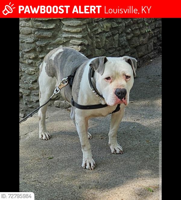 Lost Male Dog last seen Jewell Park Louisville , Louisville, KY 40203