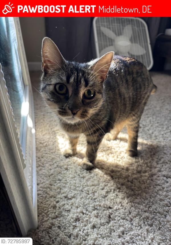 Lost Female Cat last seen Cox street Middletown de , Middletown, DE 19709