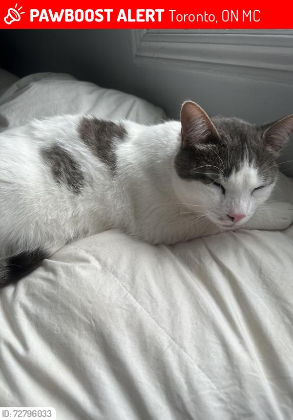 Lost Male Cat last seen Morrish elementary school, Toronto, ON M1C