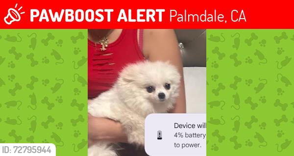 Lost Female Dog last seen q3 and glenraven, Palmdale, CA 93591