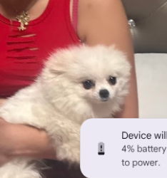 Lost Female Dog last seen q3 and glenraven, Palmdale, CA 93591