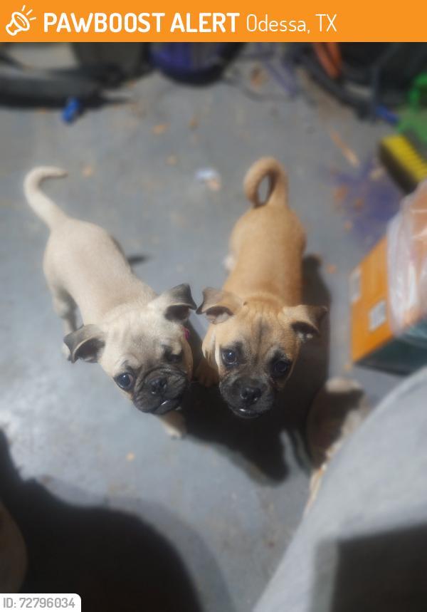 Found/Stray Unknown Dog last seen Custer and Disney St, Odessa, TX 79761