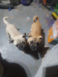 Found/Stray Unknown Dog last seen Custer and Disney St, Odessa, TX 79761