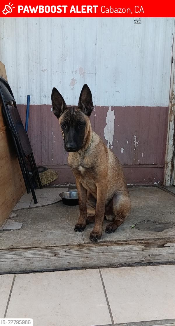 Lost Male Dog last seen Elm St. And Esperanza, Cabazon, CA 92230