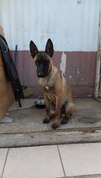 Lost Male Dog last seen Elm St. And Esperanza, Cabazon, CA 92230