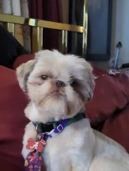 Lost Male Dog last seen Hillside Drive , Irvington, AL 36544