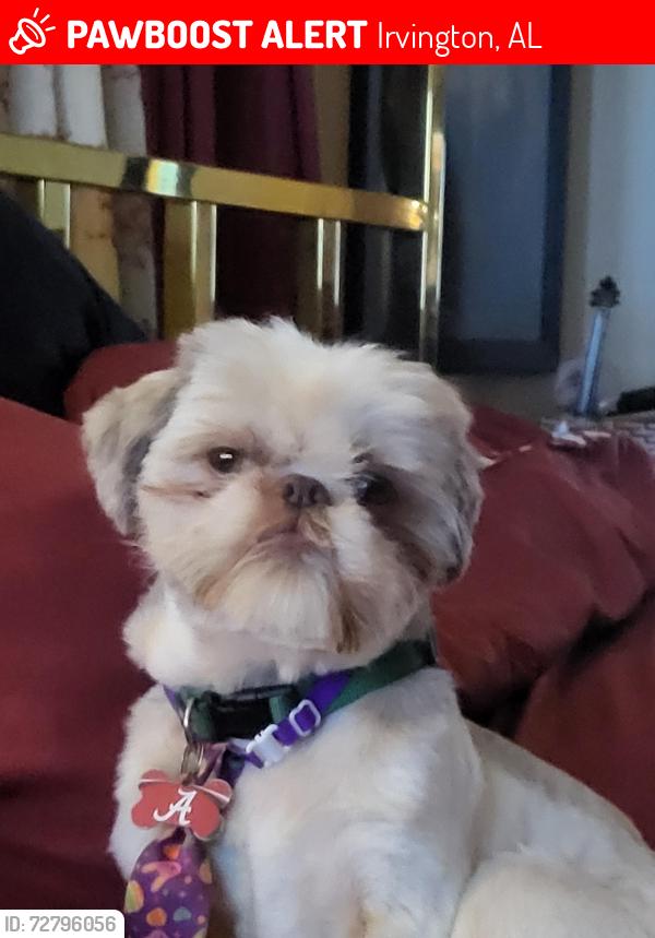 Lost Male Dog last seen Hillside Drive , Irvington, AL 36544