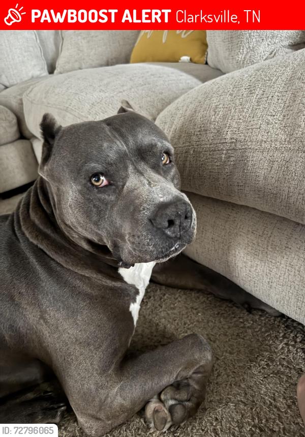 Lost Male Dog last seen Buchanon Dr , Clarksville, TN 37042