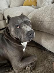 Lost Male Dog last seen Buchanon Dr , Clarksville, TN 37042