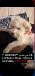 Lost Male Dog last seen Parkway and 49th off of Hampton, Milwaukee, WI 53209