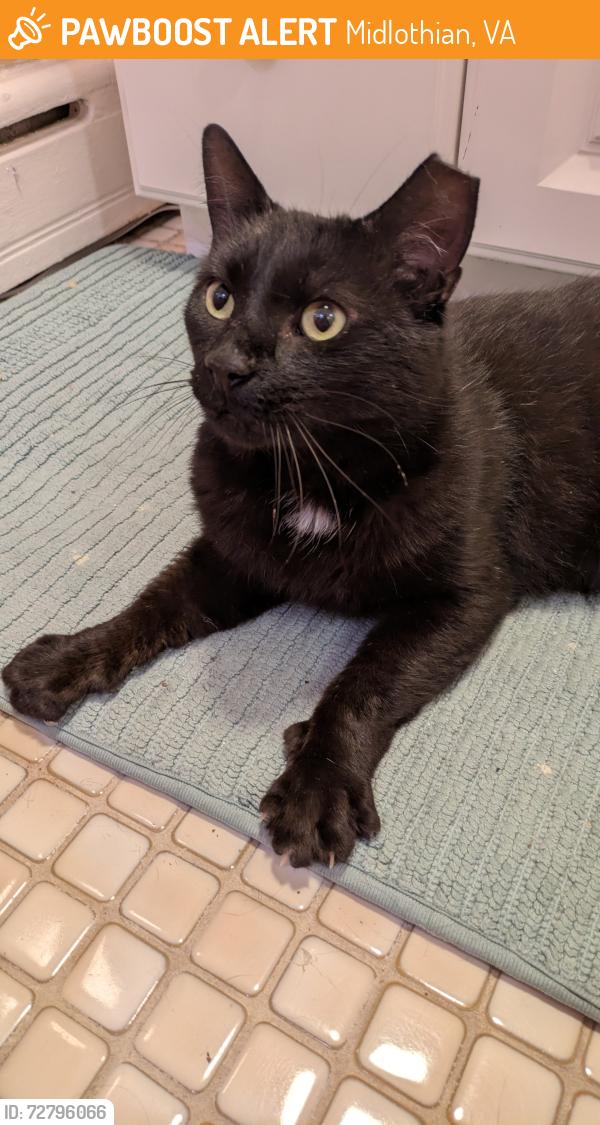 Found/Stray Female Cat last seen Bailey Bridge and Hull Street , Midlothian, VA 23112