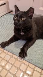 Found/Stray Female Cat last seen Bailey Bridge and Hull Street , Midlothian, VA 23112