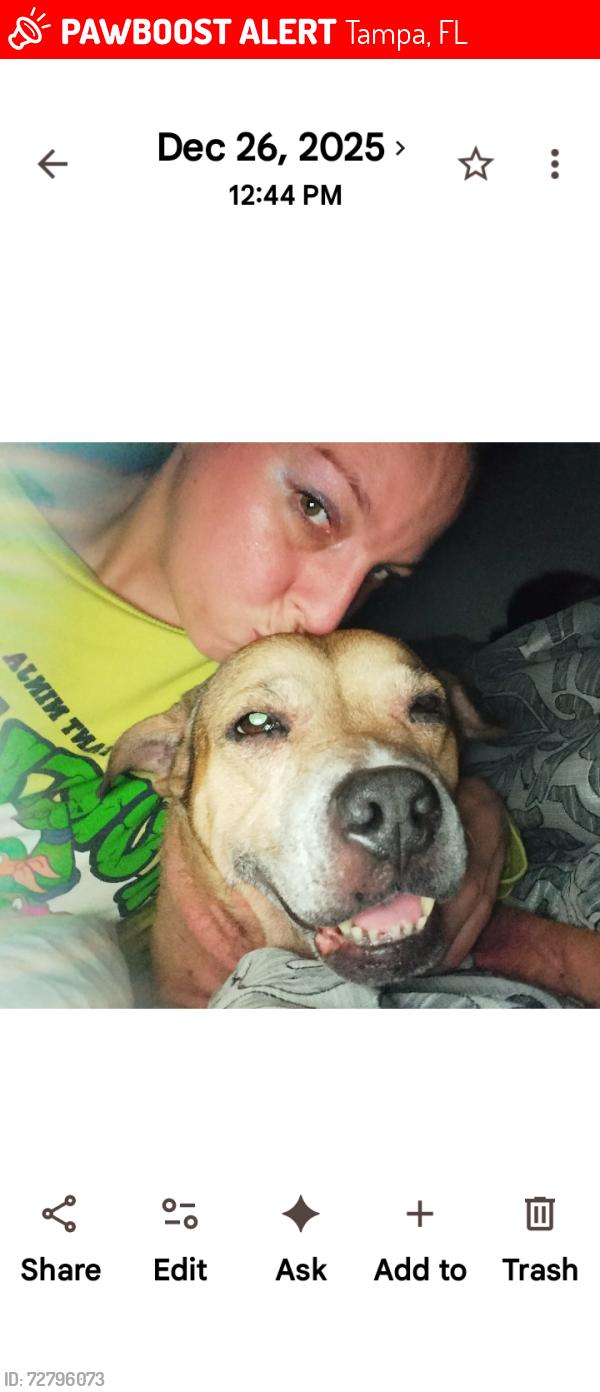 Lost Female Dog last seen Bougainvillea and Florida avenue, Tampa, FL 33612