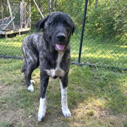 Shelter Stray Male Dog last seen , Cabot, AR 72007
