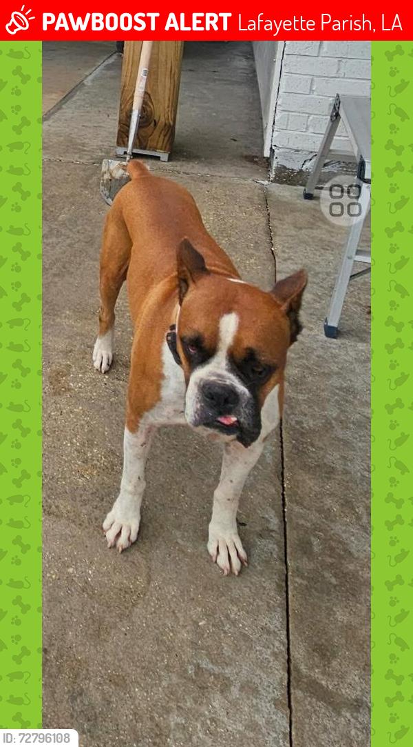 Lost Male Dog last seen Hoffpauir Rd Rayne, LA  70578, Lafayette Parish, LA 70578